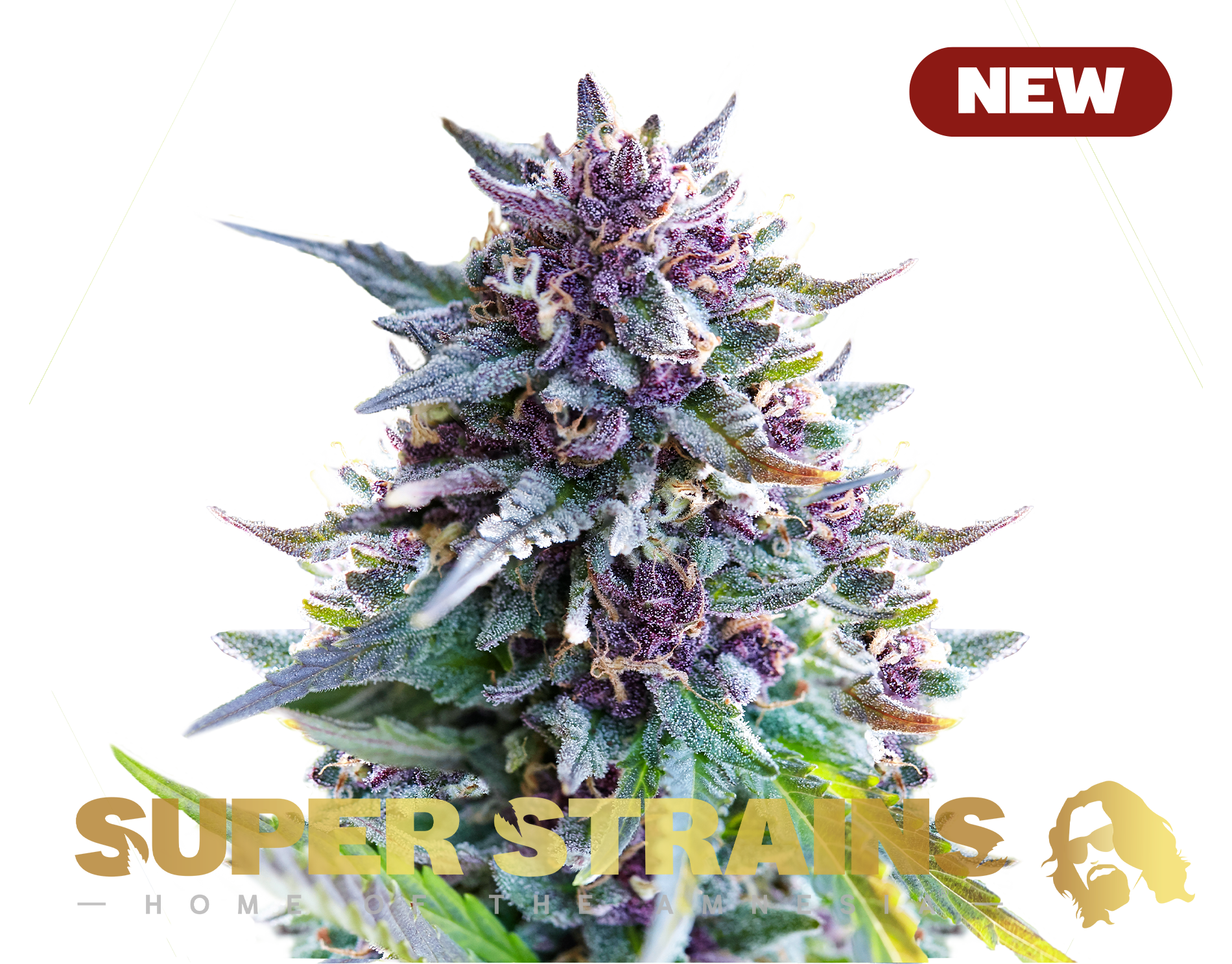 Purple Punch THC