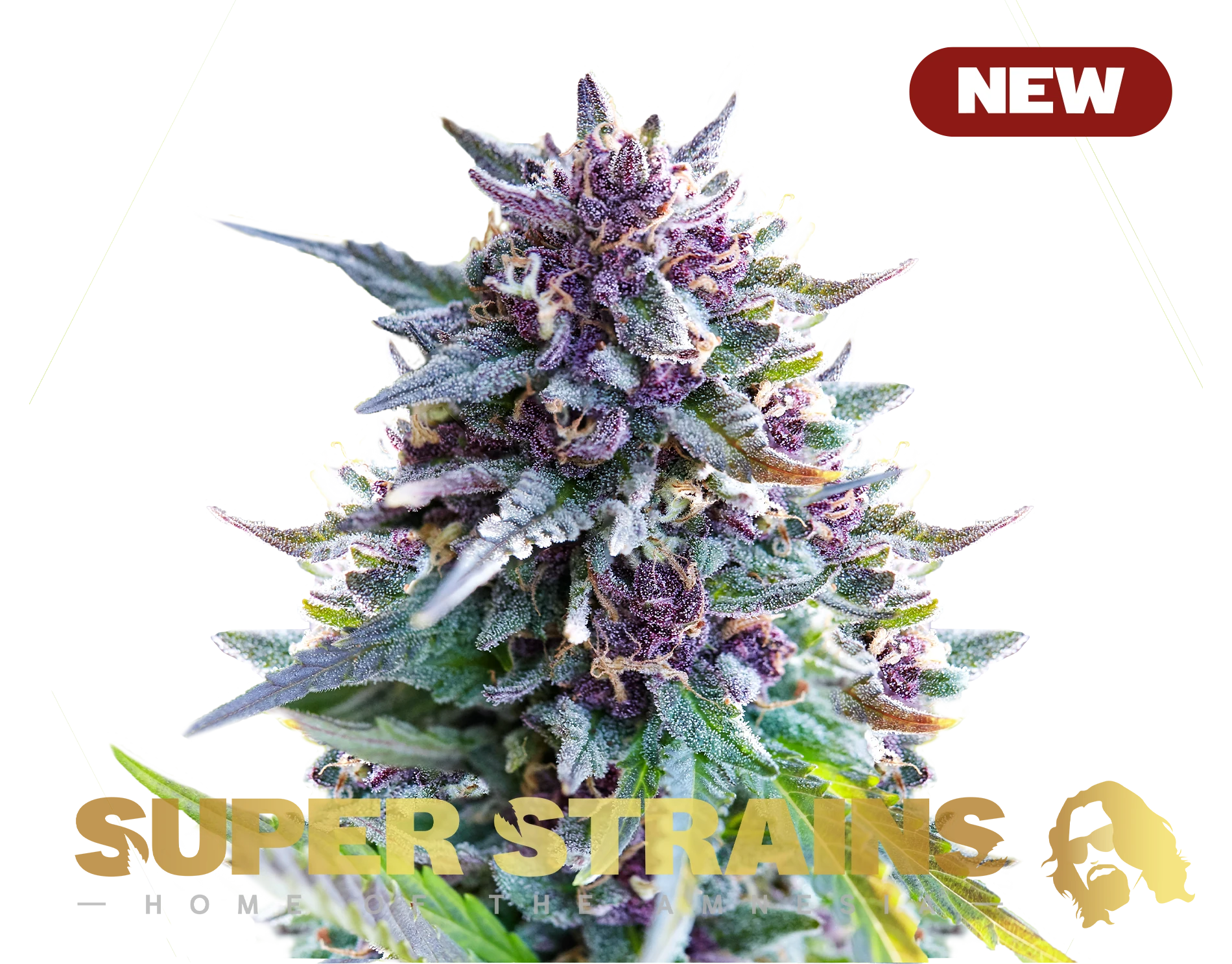 Purple Punch THC