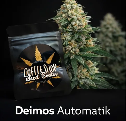 Deimos Automatik by Hempcrafted