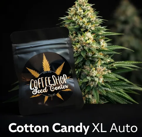 Cotton Candy XL Auto by Hempcrafted