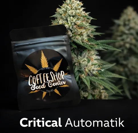 Critical Automatik by Hempcrafted