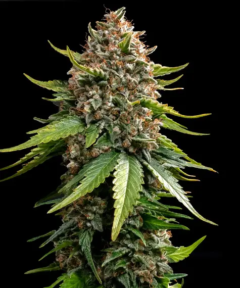 WHITE WIDOW XXL AUTO STRAIN EIN ECHTER AMSTERDAMER KLASSIKER VON BARNEY'S FARM.