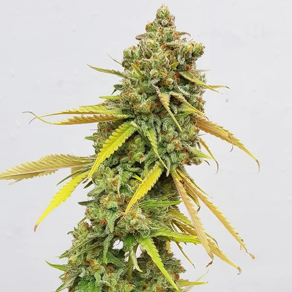 Spezial Queen 1 Feminisiert Royal Queen Seeds 3 Stk.