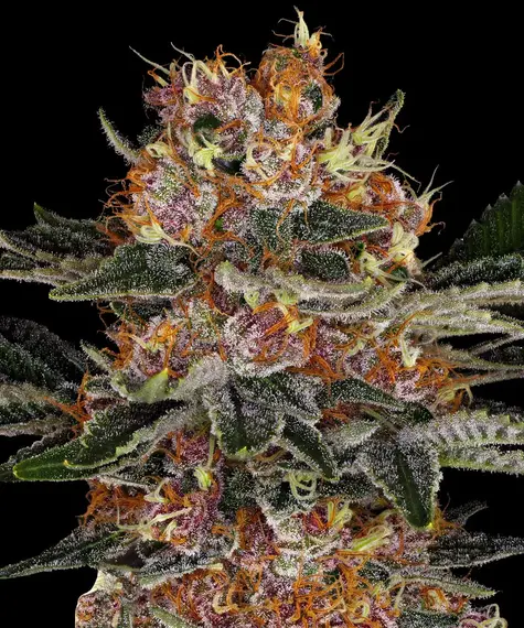 PURPLE PUNCH AUTO STRAIN ERFREUE DICH AN DER UMWERFENDEN KRAFT DER PURPLE PUNCH, IM RASENDEN AUTOFLOWER-FORMAT