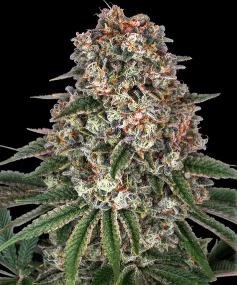 TROPICANNA BANANA STRAIN LASS DICH VON DIESER Kräftigen BANANE AUF EINE TROPENREISE VOLLER EUPHORIE ENTFüHREN