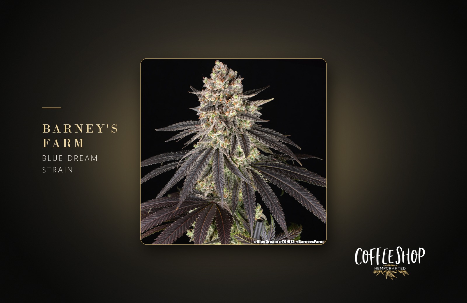 Blue Dream Strain